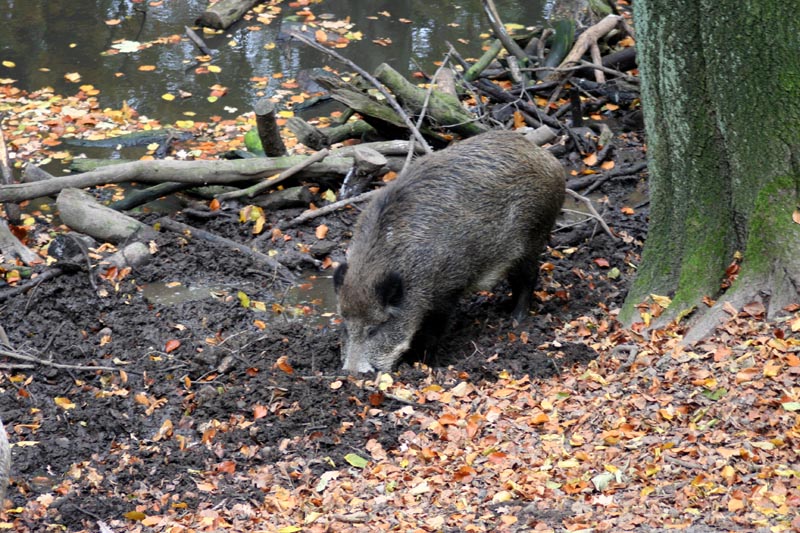 Killikus&reg; Fotographie